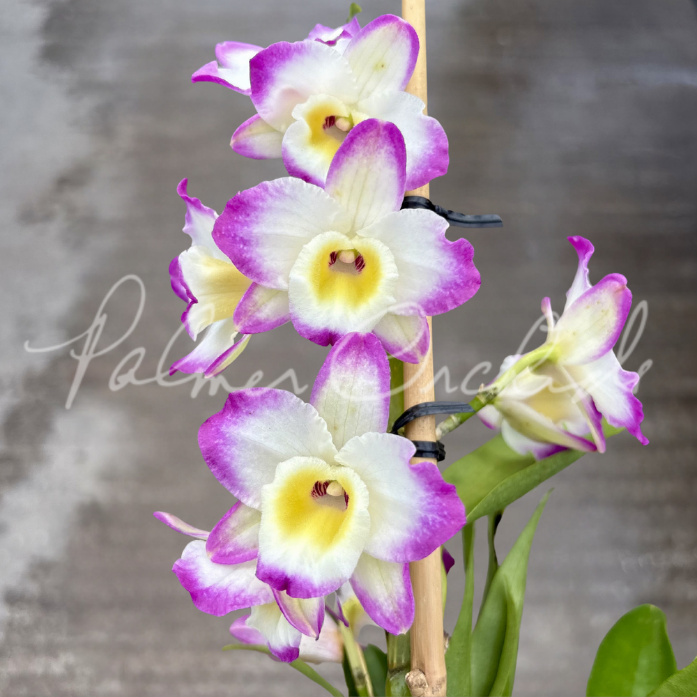Dendrobium — Palmer Orchids